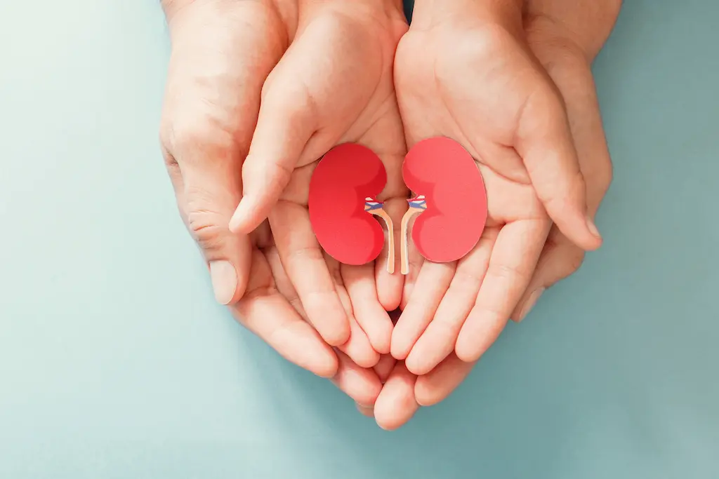 World Organ Donation Day: Important Information and How to Register as a Volunteer