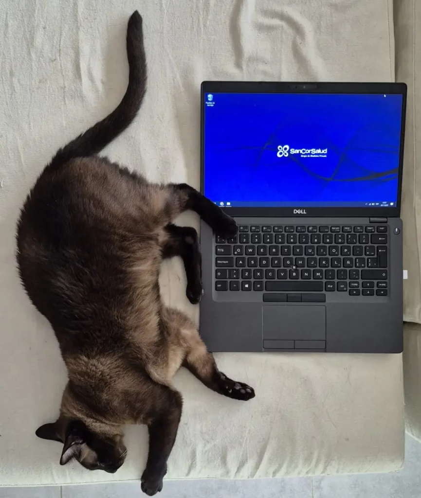 Día Mundial de amar a tu mascota - gato