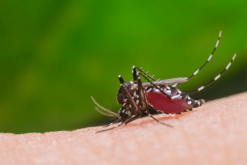 Dengue: ¿Sabés reconocer los síntomas de alarma?