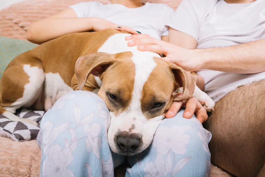 Perro recostado sobre su dueño